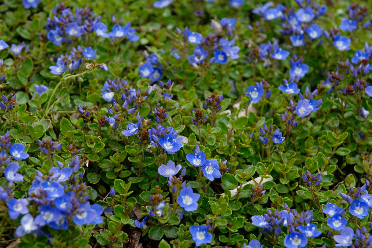 Crystal River Veronica